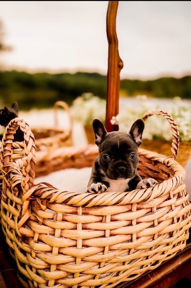 French Bulldog Puppies media 2