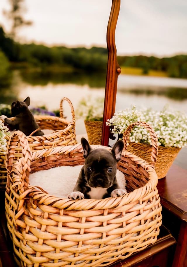 French Bulldog Puppies media 3