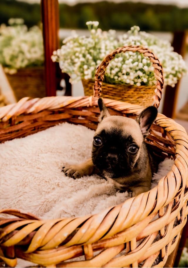 French Bulldog Puppies media 4