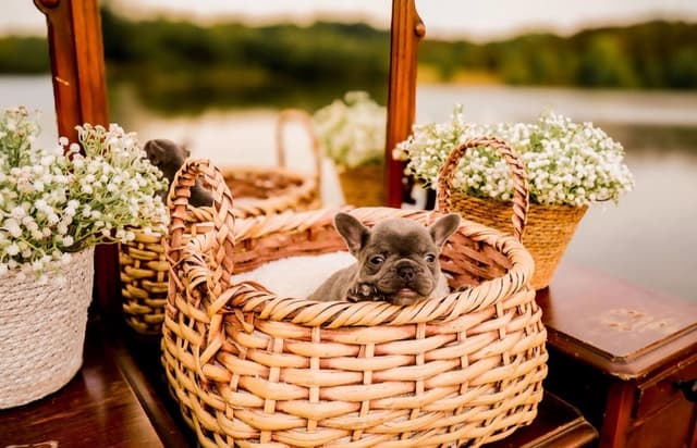 French Bulldog Puppies media 5