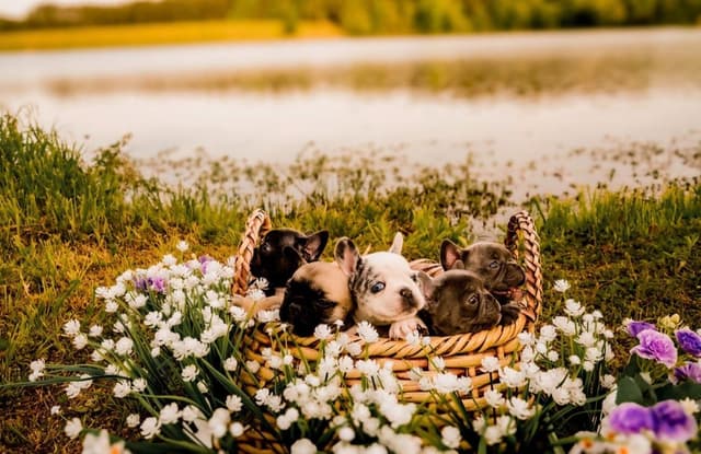 French Bulldog Puppies media 6