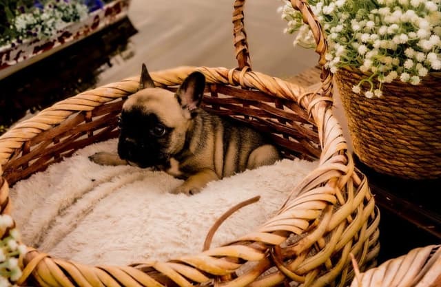 French Bulldog Puppies media 7