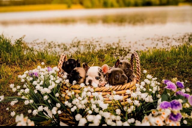 French Bulldog Puppies media 8