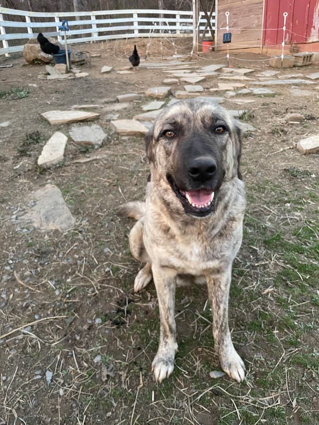 Anatolian Shepherd Dog Puppies media 3