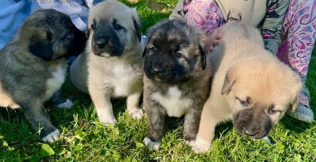 Anatolian Shepherd Dog Puppies media 5