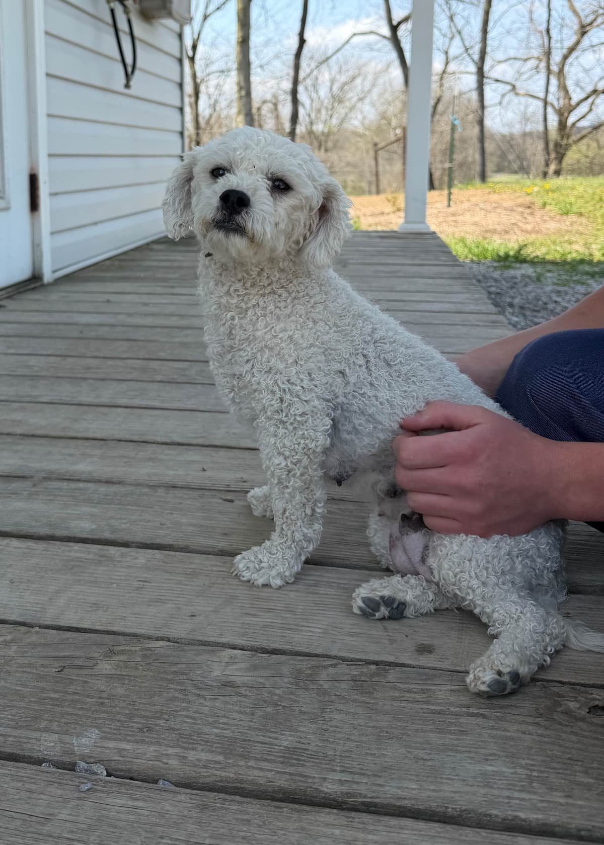 Bichon Frise Puppies breeder image 1