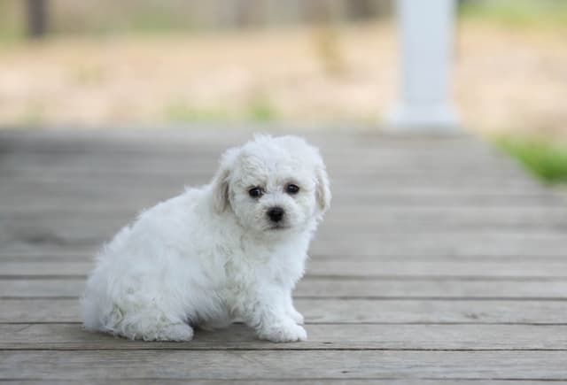 Bichon Frise Puppies media 2
