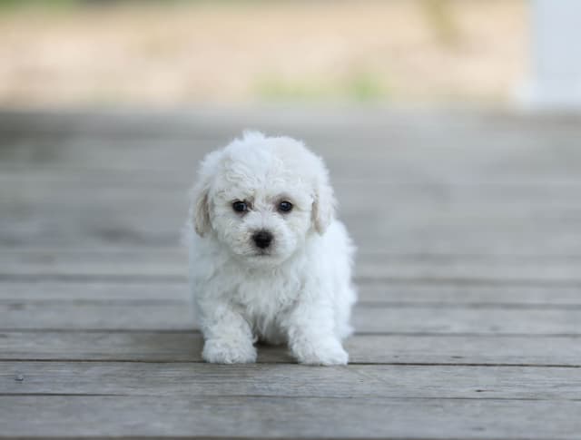 Bichon Frise Puppies media 3