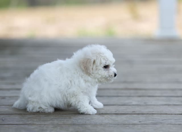Bichon Frise Puppies media 4