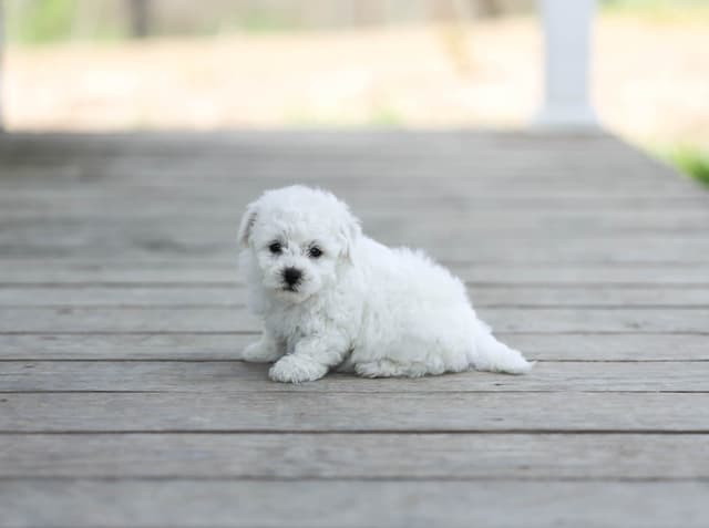 Bichon Frise Puppies media 5