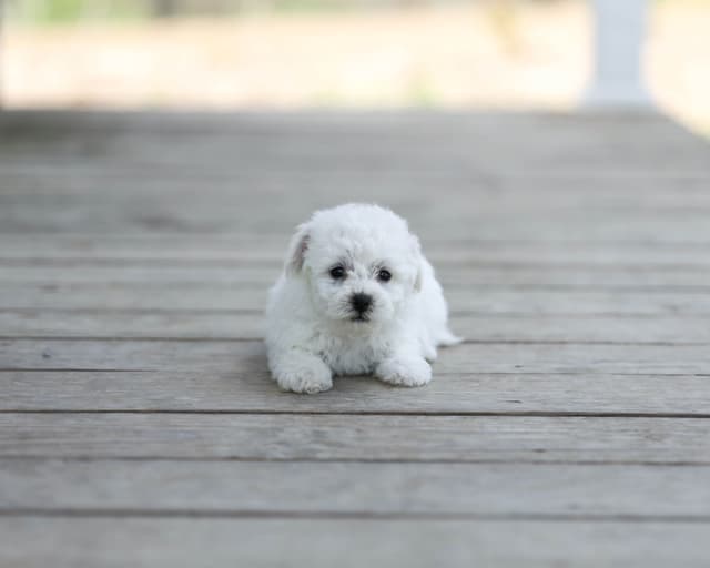 Bichon Frise Puppies media 6