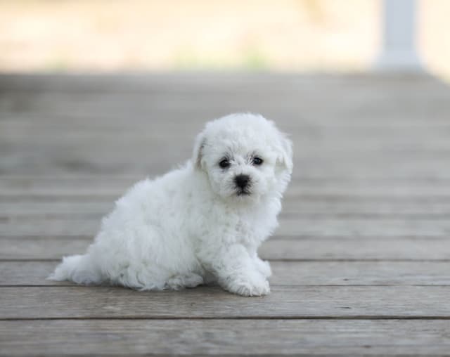 Bichon Frise Puppies media 7
