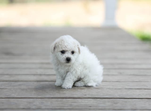 Bichon Frise Puppies media 8