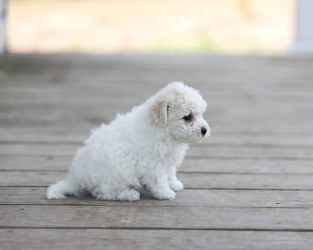 Bichon Frise Puppies media 9