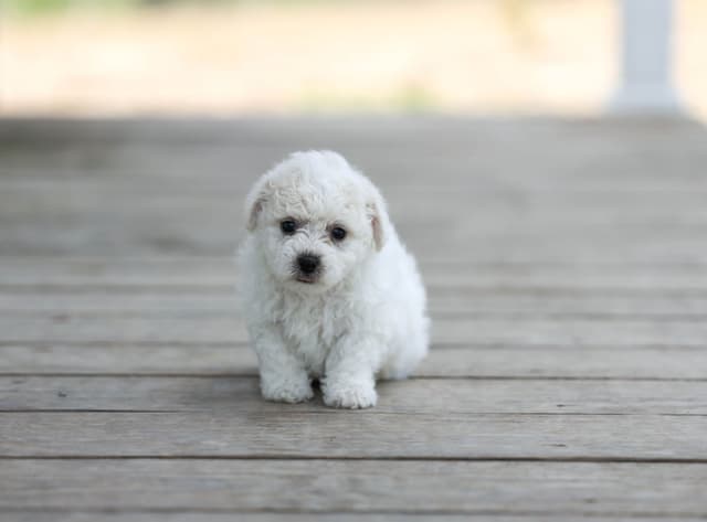 Bichon Frise Puppies media 10