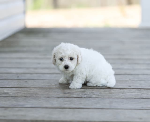Bichon Frise Puppies media 11