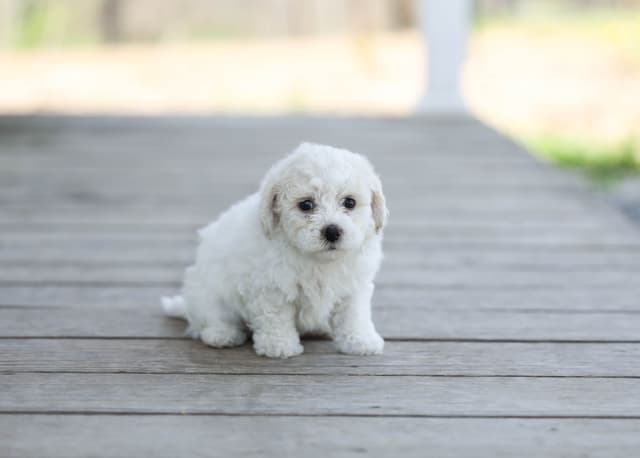 Bichon Frise Puppies media 13