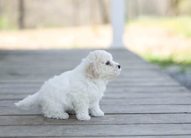 Bichon Frise Puppies media 14