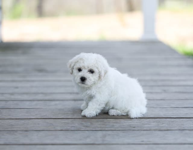 Bichon Frise Puppies media 15