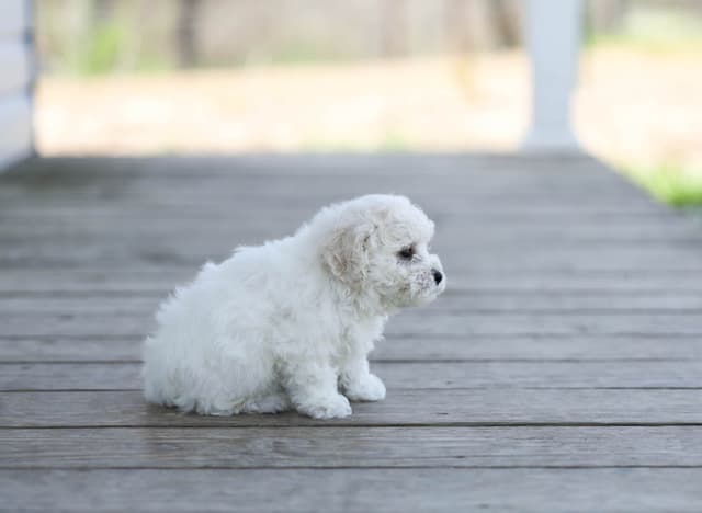 Bichon Frise Puppies media 16