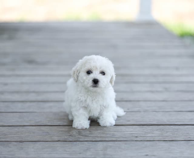 Bichon Frise Puppies media 17