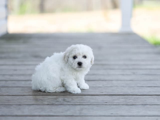 Bichon Frise Puppies media 18
