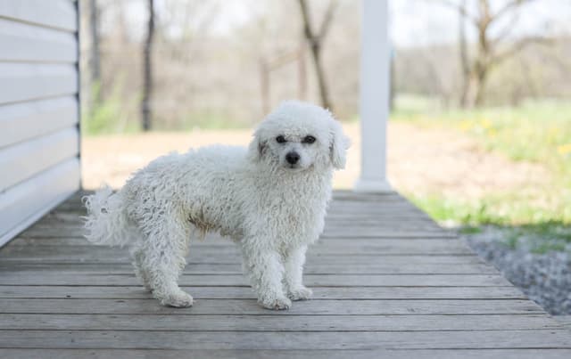 Bichon Frise Puppies media 20