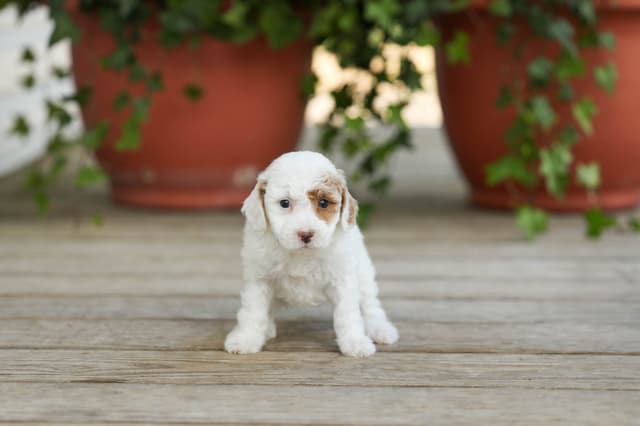 Poodle Puppies media 2
