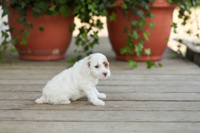 Poodle Puppies media 4