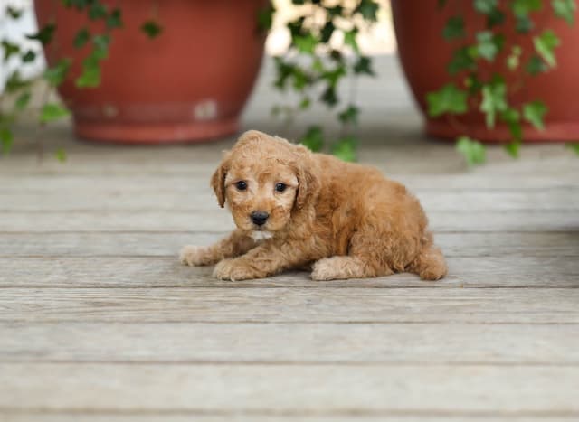 Poodle Puppies media 5