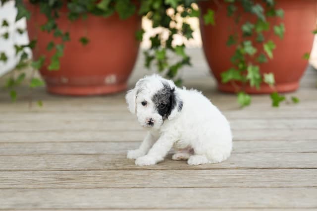 Poodle Puppies media 8