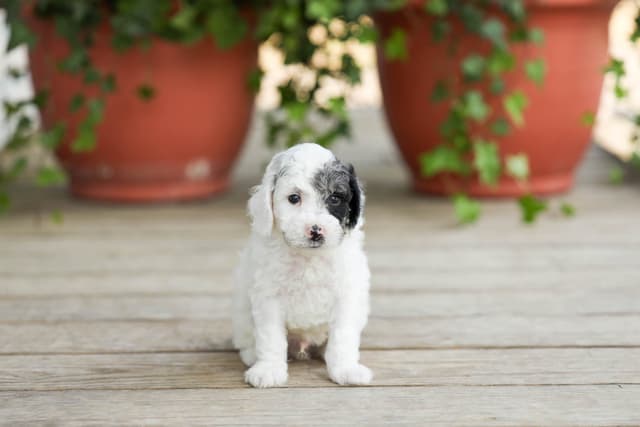 Poodle Puppies media 9