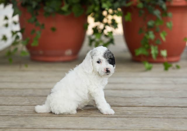 Poodle Puppies media 11