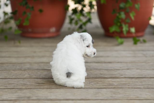 Poodle Puppies media 12