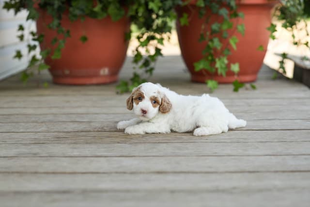 Poodle Puppies media 13