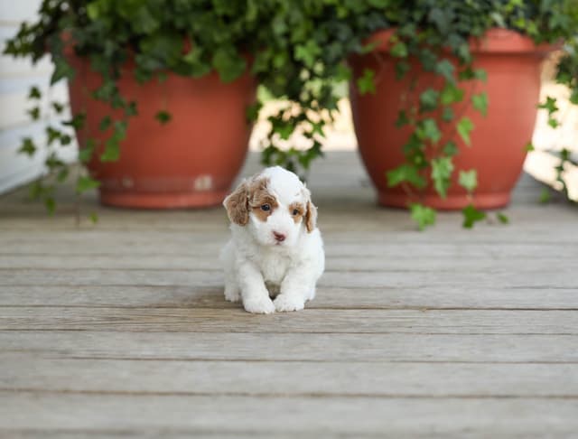 Poodle Puppies media 14