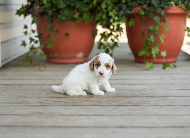 Poodle Puppies media 15