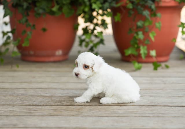 Poodle Puppies media 16