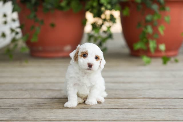 Poodle Puppies media 18