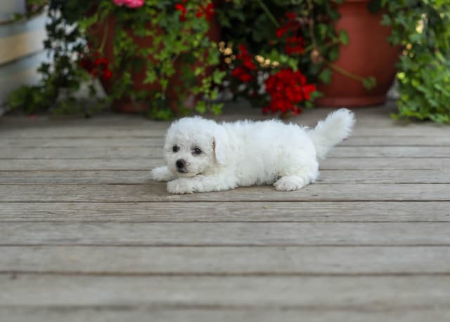 Bichon Frise Puppies media 4