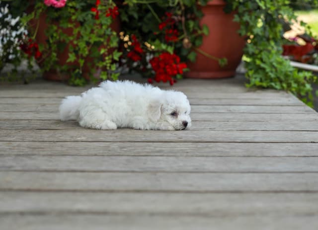 Bichon Frise Puppies media 3