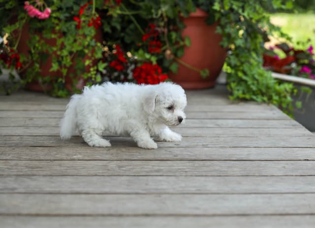 Bichon Frise Puppies media 5