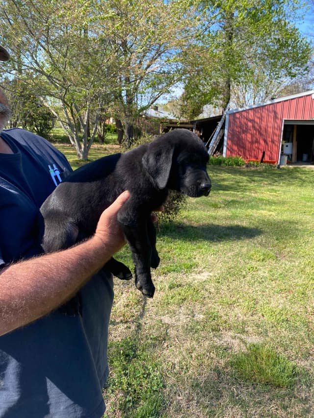 Labrador Retriever Puppies media 2