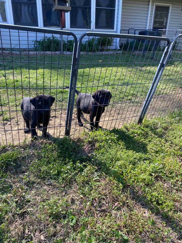 Labrador Retriever Puppies media 3
