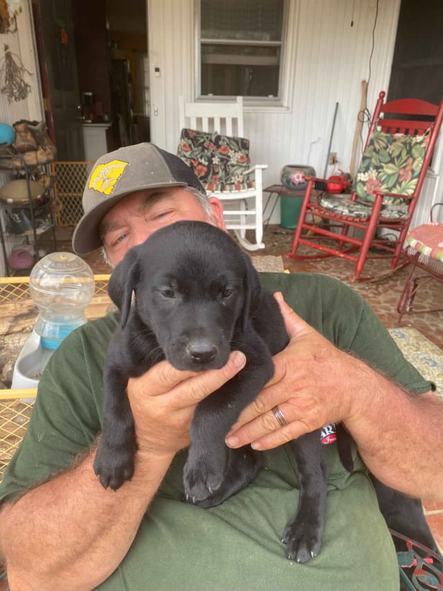 Labrador Retriever Puppies media 5