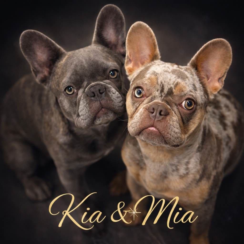AKC French Bulldog Puppies – Healthy, Beautiful Colors breeder image 1