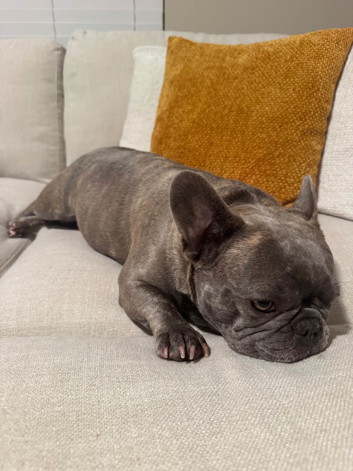 AKC French Bulldog Puppies – Healthy, Beautiful Colors breeder image 4
