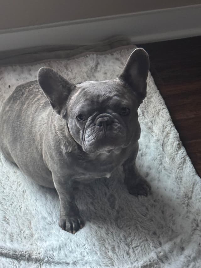 AKC French Bulldog Puppies – Healthy, Beautiful Colors media 2