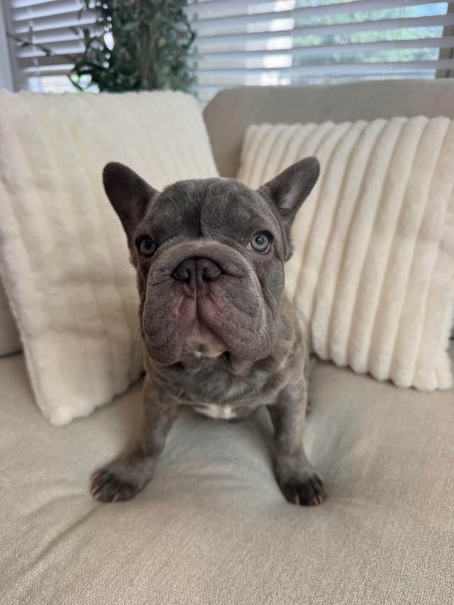 AKC French Bulldog Puppies – Healthy, Beautiful Colors media 3