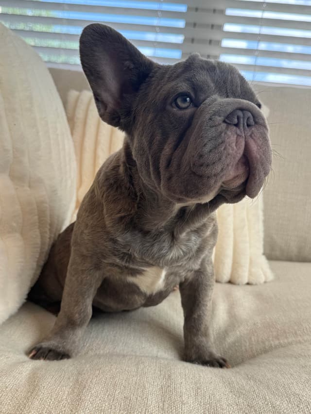 AKC French Bulldog Puppies – Healthy, Beautiful Colors media 4